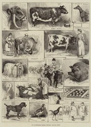 Wystawa bydła, drobiu i psów w Birmingham